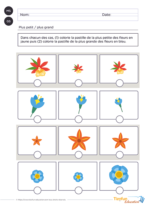 Prévisualisation d'une fiche MS-GS pour comparer les grandeurs en identifiant la plus petite et la plus grande fleur de chaque série.