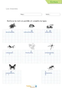 Écrire les mots des insectes en cursive : 8 insectes à recopier
