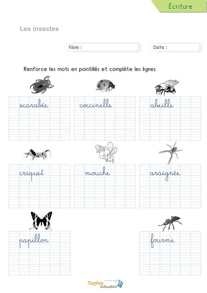 Aperçu de la fiche pour écrire les mots des insectes en cursive : huit noms d'insectes en pointillés sur lignage.