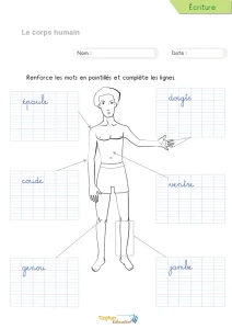 Écrire les parties du corps en cursive : épaule, genou, coude…