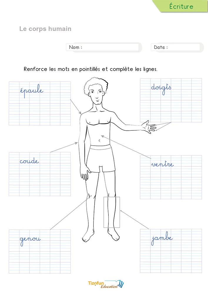 Aperçu de la fiche pour écrire les parties du corps en cursive : épaule, genou et jambe en pointillés.